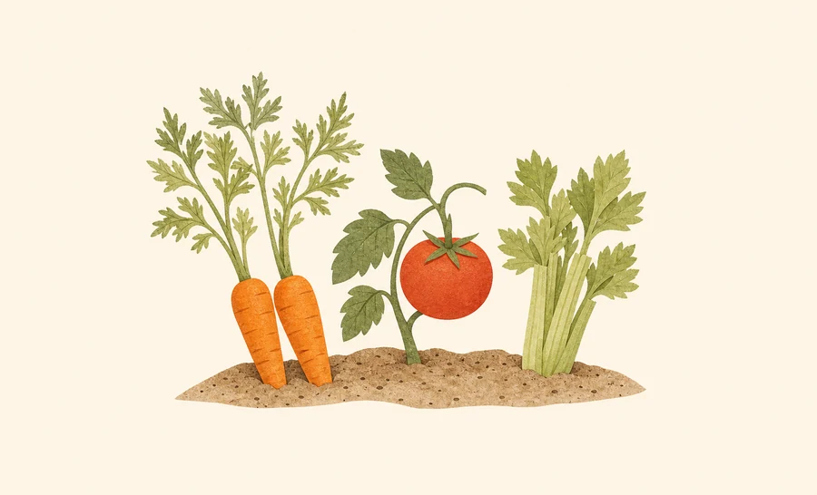 Carrots, tomato and celery growing on a farm